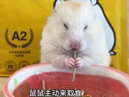 仓鼠咬你,你怕不怕#仓鼠 #仓鼠日常 #蓝天白云仓鼠粮 #阔爱炸了