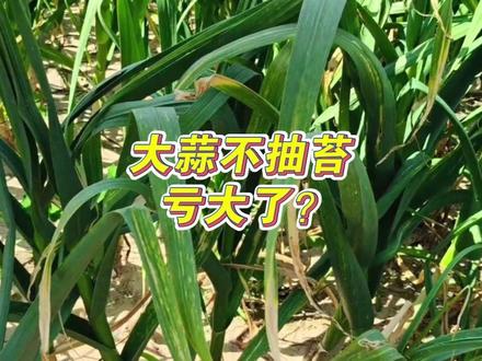 不抽薹=白忙活?小心后果很严重!#蒜苔 #蒜苔种植 #大蒜 #大蒜种植 #分享农业知识帮农民增产增收