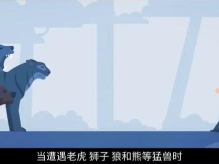 在户外遇到猛兽如何“虎口逃生”?