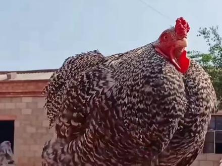 世界上最大的鸡,你知道能长多大吗?我孵化的世界上最大的鸡出壳啦#世界上最大的鸡 #婆罗门鸡 #人工孵化 #孵化 #人工繁殖