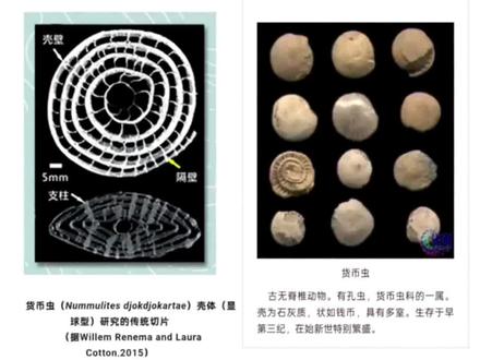 䗴属于原生动物门肉足虫纲有孔虫亚纲,其分类地位存在争议,有人将其作为一个目或亚目,也有人把它作为一个超科。䗴亚目是一类生活在3-2.5亿年前、已经灭绝的微小海洋生物化石,䗴的大量出现,指示了温暖、清洁、透光的浅海环境,这种环境常常形成储集性能良好的生物碎屑灰岩。䗴壳体为多房室结构,内部被隔壁分成许多小房间,排列复杂而规律,是其分类的重要依据。壳壁成分为钙质。䗴行动迟缓,以海水中的微小生物为食。也有推测认为,某些特化类型可能营漂浮生活。凭借无性和有性两种生殖方法交替进行,繁衍种族。䗴分布很广,除南极洲外,其余各洲均有发现,我国是世界上主要产纺锤虫的地区之一。核心分类依据,致密层、透明层、蜂巢层、疏松层等组合,是最关键的分类标志。 壳形与壳圈,凸镜形、球形、纺锤形、圆柱形等,壳圈数量与增长方式。 隔壁特征:平直或褶皱,有无副隔壁。 轴部构造:旋脊(石炭纪为主)、拟旋脊(二叠纪为主)、列孔等。䗴超科Fusulinacea:石炭纪—二叠纪,如Fusulina(䗴属)、Schwagerina(希瓦格䗴属)、Pseudoschwagerina(假希瓦格䗴属)等,演化快、标准化石价值高。 内卷虫超科Endothyracea:较早演化,如Eostaffella(始史塔夫䗴属),常见于早—中石炭世。格尼茨超科Geinitzinacea:以旋壁结构特殊为特征,分布于石炭纪—二叠纪。#䗴#纺缍虫 #有孔虫䗴目 #碰冲金钉子地质公园#古生物科普
