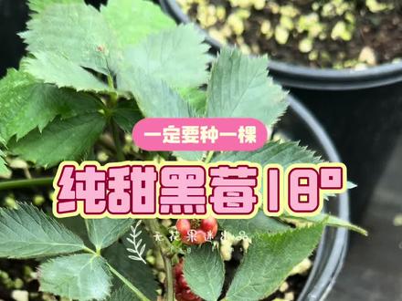 纯甜黑莓糖度达到18°的黑莓苗:目前带果 带果数量有限,大家赶紧咯。