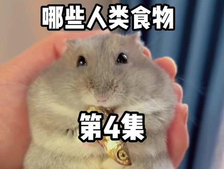 哪些人类食物仓鼠可以放心吃,第四集#金丝熊 #仓鼠 #养鼠日常分享