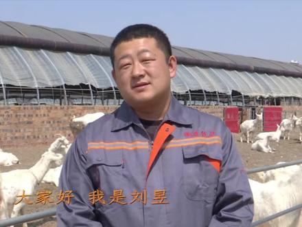 奶山羊都有哪些品种?效益如何?(上)