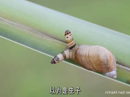 全球三分之一的人可能已经被一种寄生虫控制了大脑!#寄生虫 #寄生菌 #动物 #虫草菌