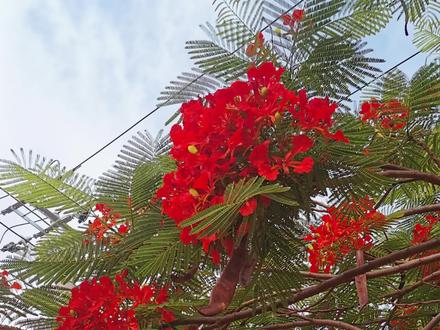 你认识这种凤凰木吗?你的家乡有吗?还记得它叫什么名字?凤凰木、凤凰花、红花楹、火树#凤凰花 #一花一草一世界 #好看的花一定要分享给你 #植物科普 #丽江草木