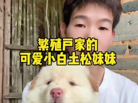 日常吐槽吐槽,不是抱怨!粉鼻子土松妹妹也是带回来了 #白土松 #田园犬代淘 #土松 #田园犬#萌宠出道计划
