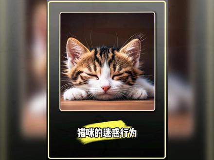 猫咪的迷惑行为#宠物解说