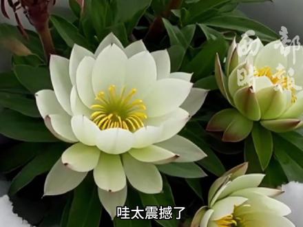 硬核博主只穿背心爬雪山,称在海拔近6000米处发现雪莲花,感叹其生命力顽强:太震撼