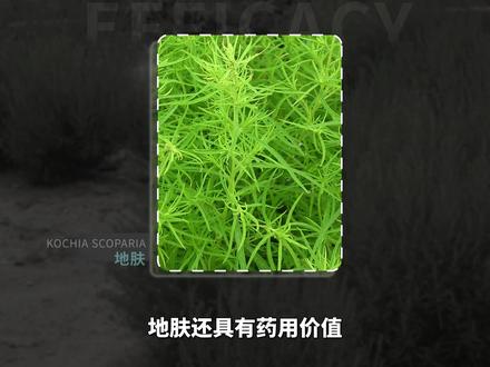 地肤——能够清湿热的彩叶地被植物#地肤