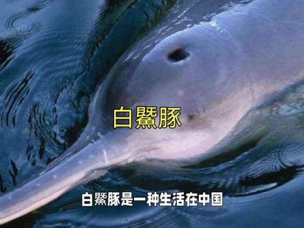 白鱀豚:长江中的大熊猫,珍稀水生哺乳动物#白鱀豚 #长江江豚有多稀少 #保护长江生态 #保护水生动物