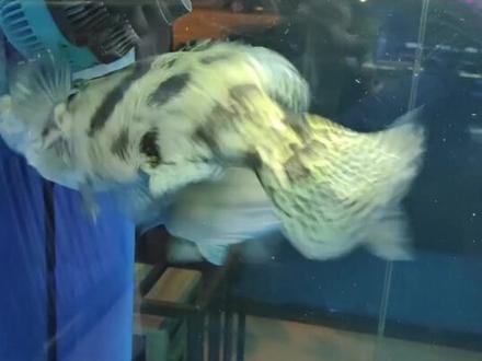 青稍从入缸到被吞全过程,一定要耐心看到最后#鳜鱼吃青稍