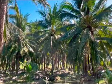 #泰国椰青 #中视频伙伴计划 我让来带你了解泰国椰青加工过程