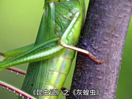 《昆虫记》之《灰蝗虫》