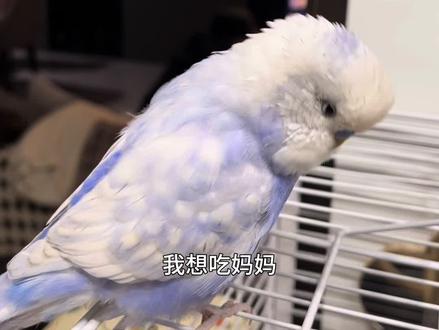 小鸟胆子肥了,想吃妈妈……#手养鸟日常 #鹦鹉日常 #怎么教鹦鹉说话 #会说话的虎皮鹦鹉 #国血大头鹦鹉