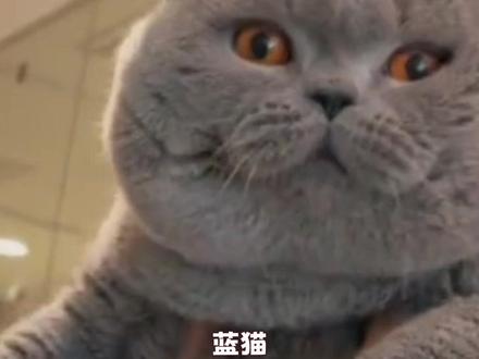蓝胖子:为我花生!! #蓝猫 #动物 #猫咪
