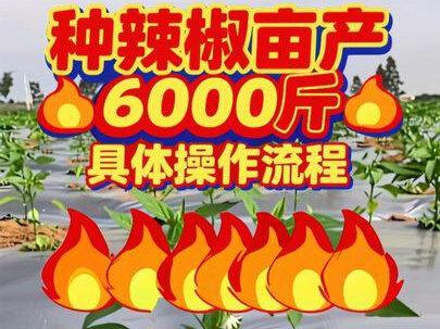 辣椒亩产6000斤的操作流程!#辣椒 #辣椒种植 #辣椒种植技术 #种辣椒 #辣椒高产