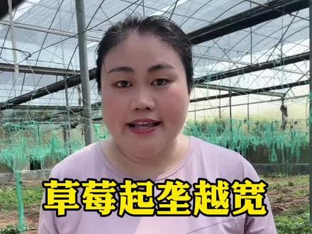 草莓移栽,陇越宽,产量越高#草莓起垄 #草莓种植 #草莓种植户 #草莓种植基地 #草莓种植管理技术和方法