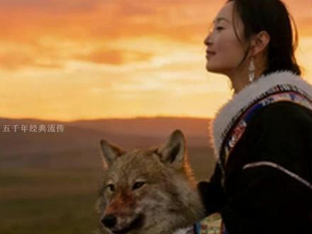 狼王格林的死亡真相,他倒在了小木屋旁,胃里只有水,真相让人破防。#重返狼群 #狼王格林 #李微漪 #格林