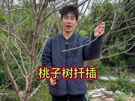 再也不用花钱去买桃子树苗了 #养花小知识 #绿植花卉 #桃树 #扦插 #种植小技巧