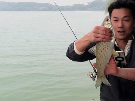 鸭肝钓赤眼 。灵魂私我,安排#钓鱼之家 #早市鲜鸭肝老板娘#邓刚 #真实生活分享计划