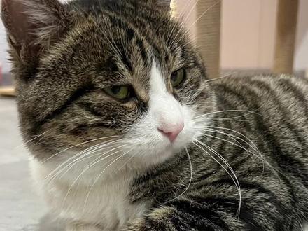 @狸总是只喵 狸总:我现在可乖了#摆烂猫