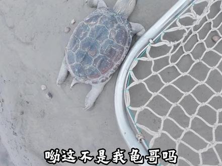 龟哥太惬意了 给你放回水里,记得保佑我上大货#抢潮头鱼 #捞鱼也是技术 #赶海 #公开水域 #户外
