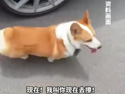女子遛狗时 狗撒尿在轮胎上
车主要求女子立刻清理 女子表示等会擦