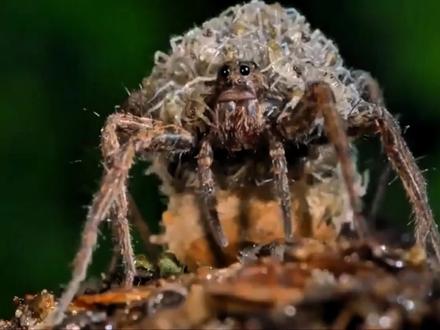 凶猛外表下的深深母爱:狼蛛的育儿之道 #微观世界 #动物 #狼蛛