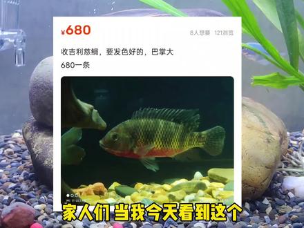 吉利慈鲷一条680,我们口中的罗非,还是小看它了。#吉利慈鲷 #罗非 #养鱼日记 #日常vlog