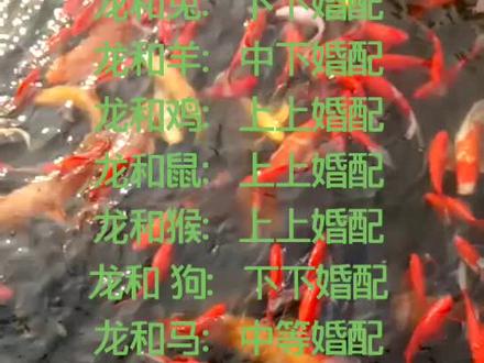 #大将之风生肖龙婚配来啦说的太对了,龙真是这样😂。所以我们龙要找一个性格好的生肖来过日子,才幸福😃