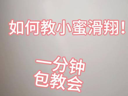 #蜜袋鼯日常 #蜜袋鼯#蜜袋鼯新手指南 #蜜袋鼯训练