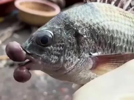 这些奇奇怪怪的鱼,你知道哪些能吃吗?#钓鱼 #鱼 #鱼获满满