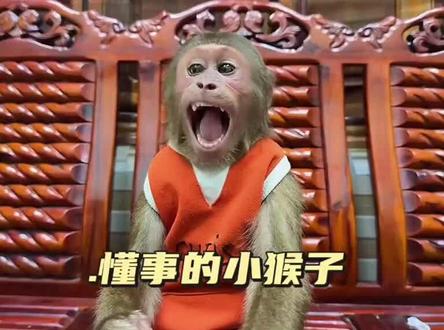 小猴子给小宝宝做薯条吃 #萌宠#动物#猴子成精#萌宠出道计划#异宠