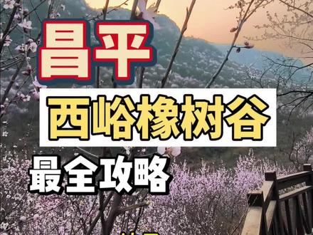2026#西峪樟树谷 攻略来了
#北京山桃花美不胜收 #北京赏花 #北京桃花开了 #北京赏花好去处