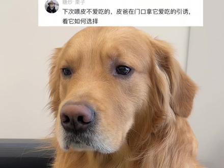 皮:我瞅瞅怎么个事#金毛 #狗狗 #狗狗的心思都写在脸上了 #金毛日常生活视频