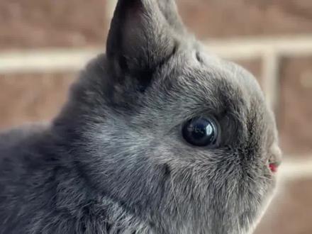 养侏儒兔要准备哪些东西#侏儒兔 #宠物知识 #科学养宠攻略 #兔子