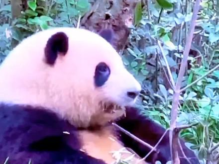 蚩尤啊!你还不肯原谅我吗?都五千年了 还不来接我 #蚩尤 #大熊猫和花 #熊猫果赖 #来这吸熊猫 #大熊猫