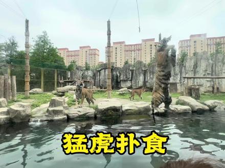 上海野生动物园,紧张刺激的猛虎扑食表演,带你全程观看