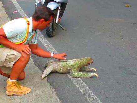 树懒为什么速度这么慢?有超过百分之五十的树懒,拉屎拉到一半就意外身亡,这是怎么回事?(下) #夏日科普星探企划 #纪录片充电计划 #奇妙知识在抖音