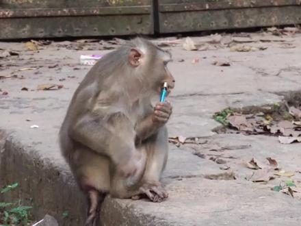 猴子从游客身上抢走打火机,接下来忍住别笑,直接被蠢哭了 #猴子 #打火机 #猴子成精 #搞笑动物 #奇闻趣事