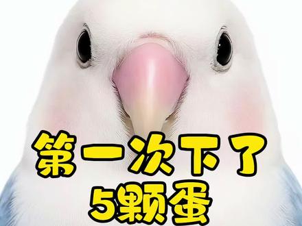 #我养的牡丹鹦鹉 初一和来财第一次繁殖竟然下了五颗蛋全部受精啦🥰#鹦鹉繁殖 #手养鹦鹉 #鹦鹉下蛋 #鹦鹉