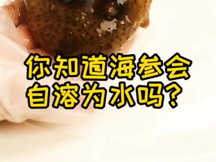 小贺说海参|你知道海参会自溶为水嘛?海参的神奇自溶现象到底是怎么回事呢?#海参#海参自溶#日照旺太海参