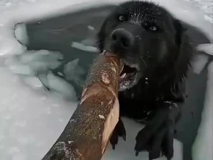 「暴风雪救援」男子冒死救黑狼!