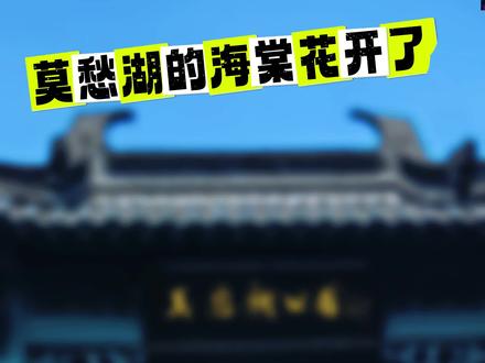 莫愁湖公园的海棠花开了,与朋友一起赏花。