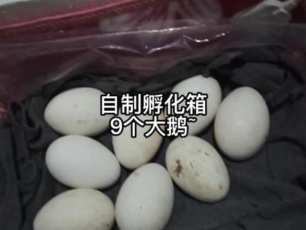 DIY自制孵化箱,30倒计时:九只大鹅诞生! #人工孵化 #孵蛋 #孵化器 #生活vlog #孵化鸡蛋 #鹅蛋