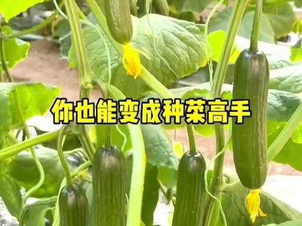 要想知道蔬菜长得好,就要知道蔬菜爱喝什么?#新农人 #蔬菜 #蔬菜种植