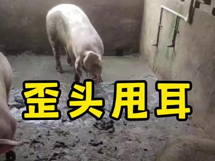 猪歪头甩耳朵怎么搞?蔡兽医教给你,收藏好#一线兽医工作者