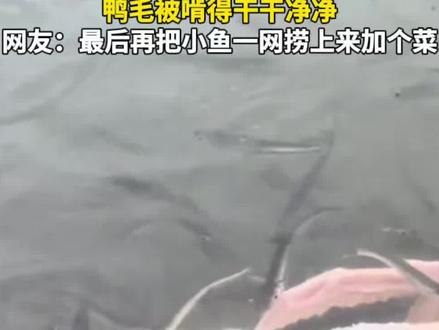 #广西人把年鸭扔河里让小鱼拔毛鸭毛被啃得干干净净,网友:最后再把小鱼一网捞上来加个菜