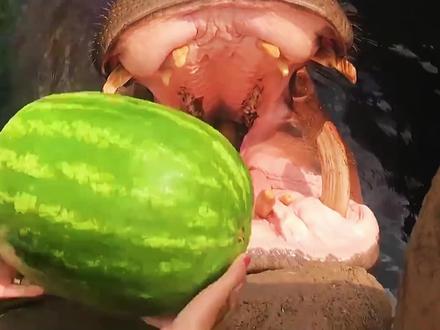 你以为大象的牙齿就是最长的?盘点世界上牙齿最长的八大动物! #海象 #动物科普 #保护动物